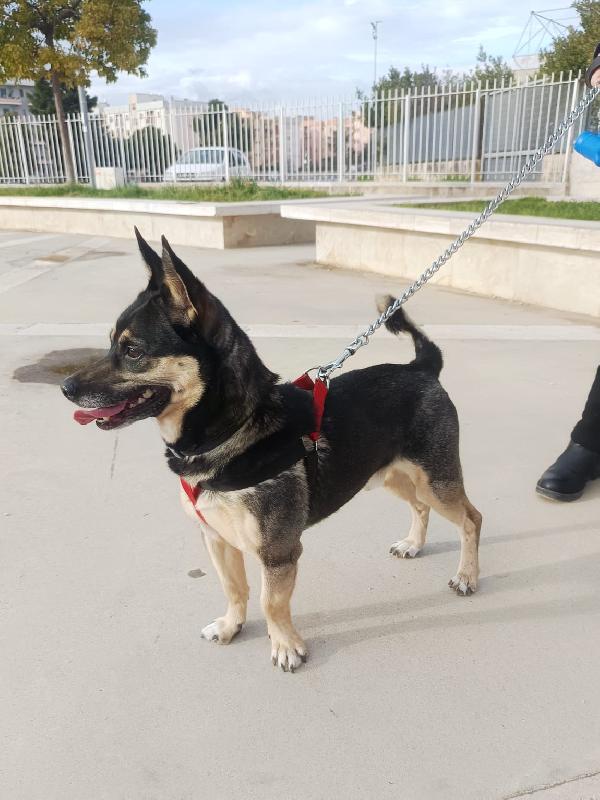 Giovane maschietto taglia medio piccola Foto 4